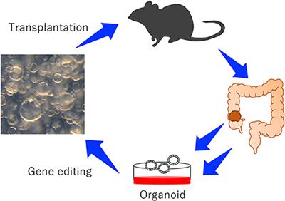 A Platform for Validating Colorectal Cancer Driver Genes Using Mouse Organoids